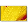 NEC MultiSync M551-2 Signage Display Digital signage flat panel 139.7 cm (55") LCD 500 cd/m² 4K Ultra HD Black 24/7